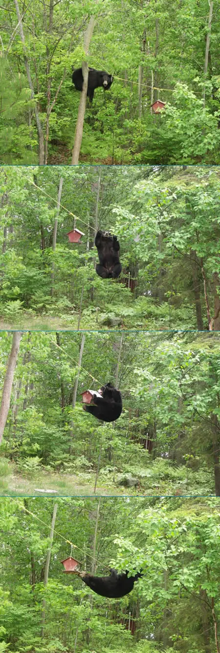 Funny Picture - Bear Walks Tightrope...