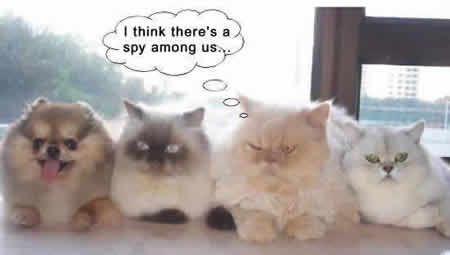 Funny Picture - A Spy Among Us