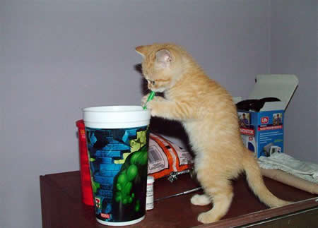 Funny Picture - Thirsty Kitty