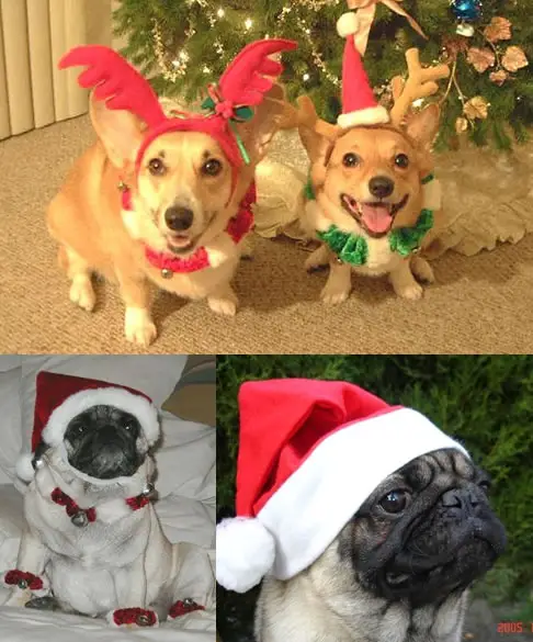 Funny Picture - Christmas Doggies