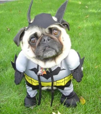 Funny Picture - Bat Dog