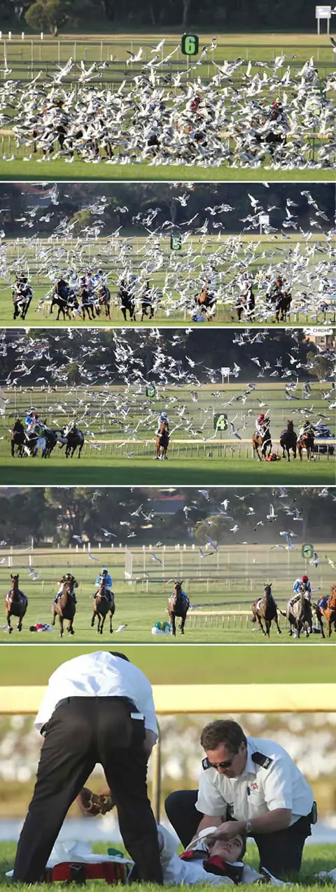 Funny Picture - Horse Race Seagull Attack