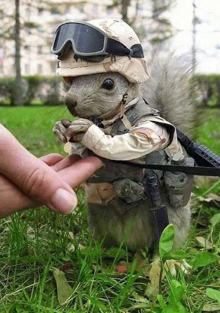 Funny Picture - Little Soldier