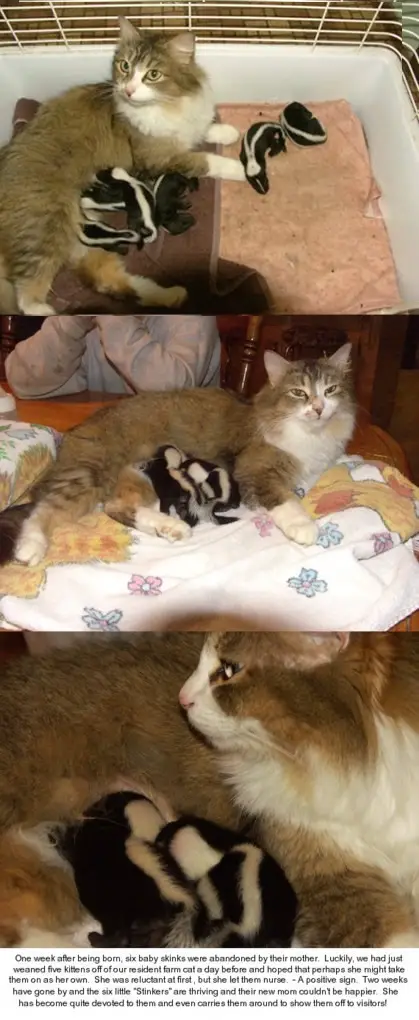 Funny Picture - Baby Skunks And Momma Cat