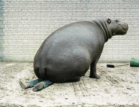 Funny Picture - Big Ass Hippo