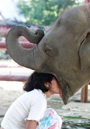 Funny Picture - Elephant French Kiss