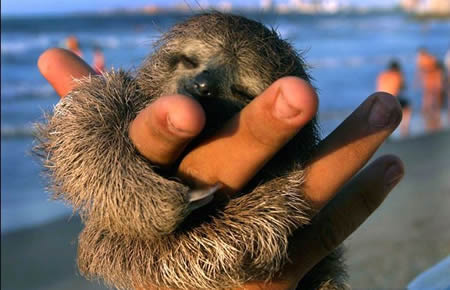 Funny Picture - A Baby Sloth