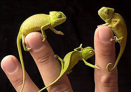 Funny Picture - Baby Chameleons