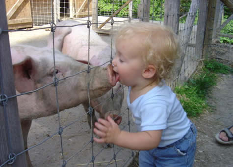 Funny Picture - Piggy Kiss