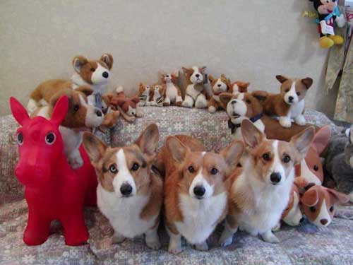 Funny Picture - Can You Spot The Real Dogs?