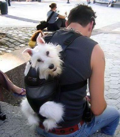 Funny Picture - Dog Carriage