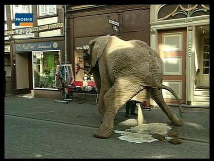Funny Picture - Elephant Pee Break