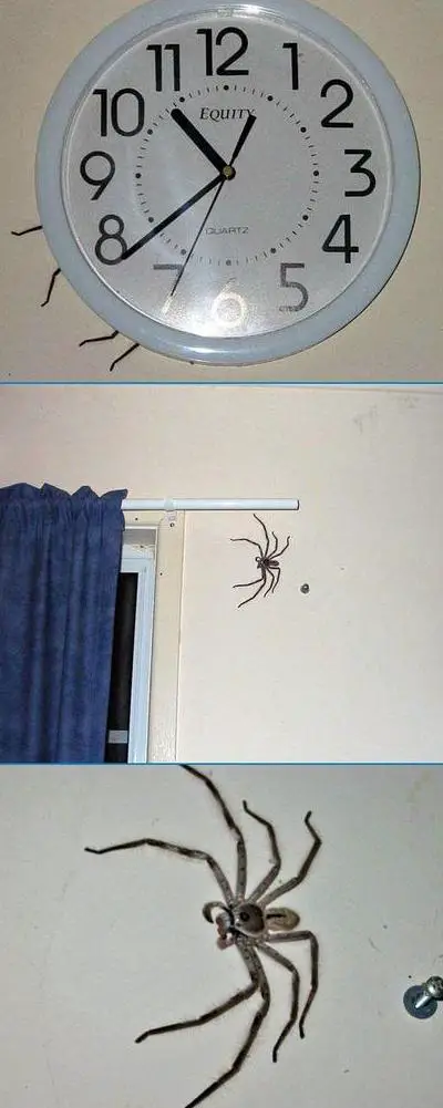 Funny Picture - Attack Of The Spider