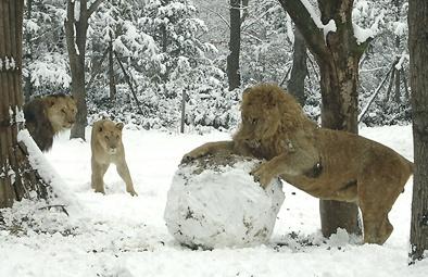 Funny Picture - Making Snowmen, Lion Style
