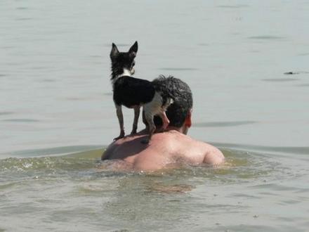 Funny Picture - Dog Riding Human Raft To Safety