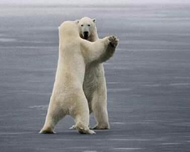 Funny Picture - Polar Bear Waltz