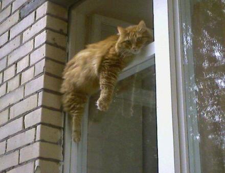 Funny Picture - Lazy Cat
