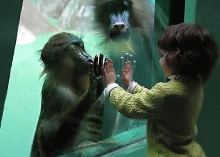 Funny Picture - High Five!