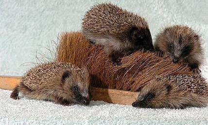 Funny Picture - Hedgehog Babies Adopted By Brush