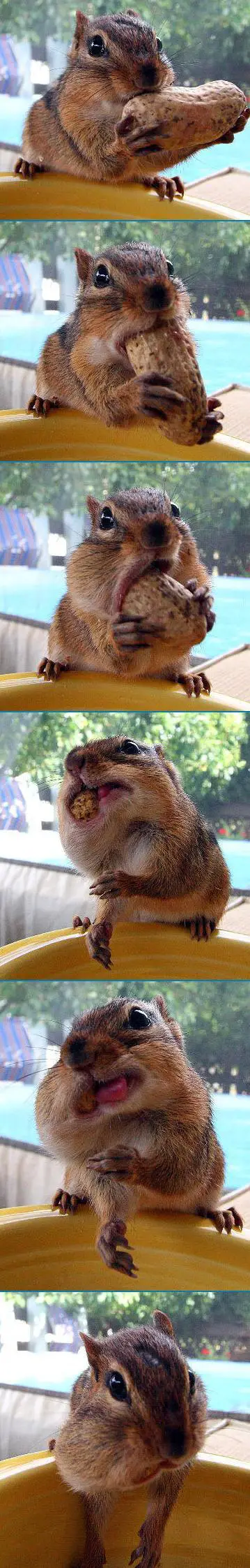 Funny Picture - Hungry Chipmunk