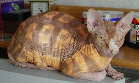 Funny Picture - The Caturtle