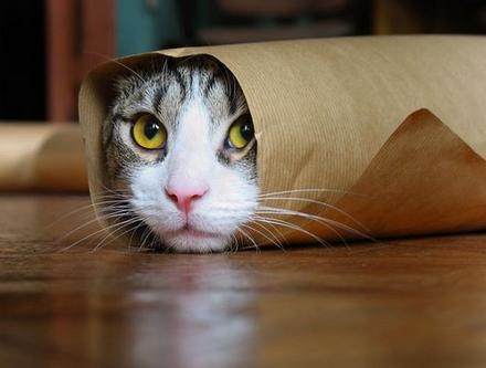 Funny Picture - Cat Burrito