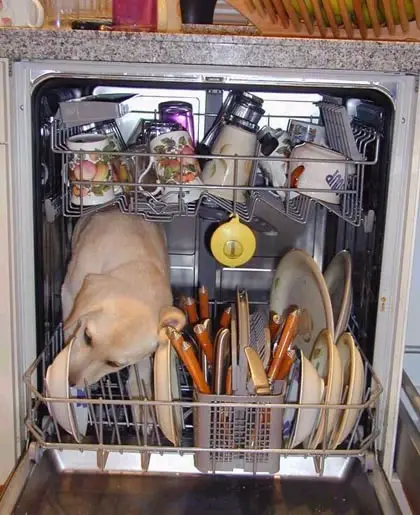 Funny Picture - How Dishwashers Really Work