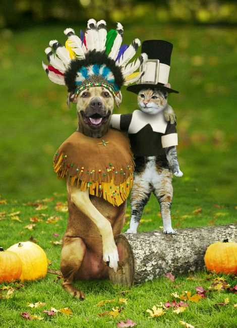 Funny Picture - Happy Thanksgiving!