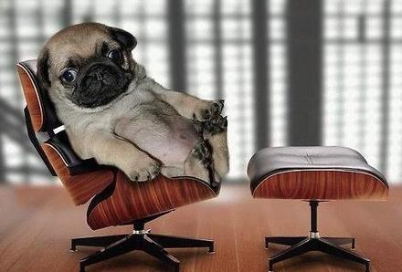 Funny Picture - Little Executive