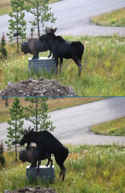 Funny Picture - Horny Moose