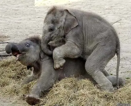 Funny Picture - Horny Baby Elephant