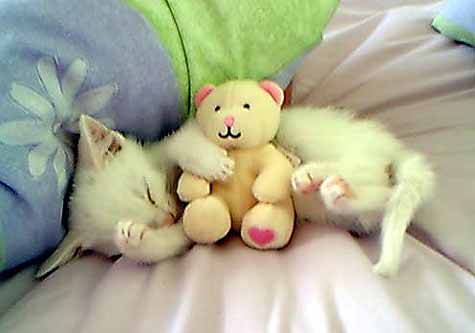Funny Picture - Kitty's Teddy