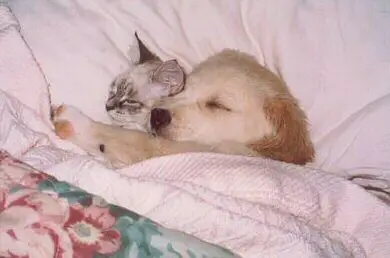 Funny Picture - Bed Buddies