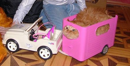 Funny Picture - Cat Does Not Like Playing Barbie