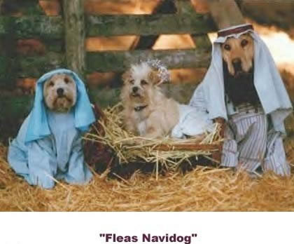 Funny Picture - Merry Christmas! - Fleas Navidog