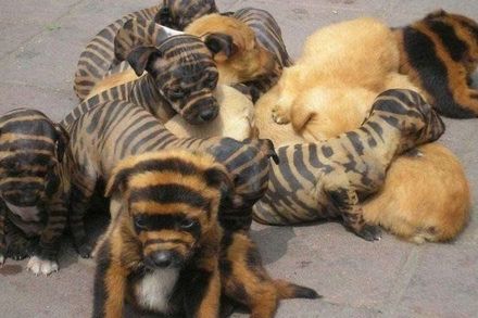 Funny Picture - Zebra Puppies