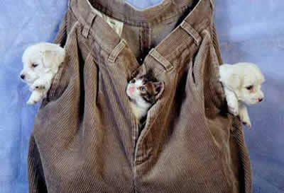 Funny Picture - Pockets Full Of Pets