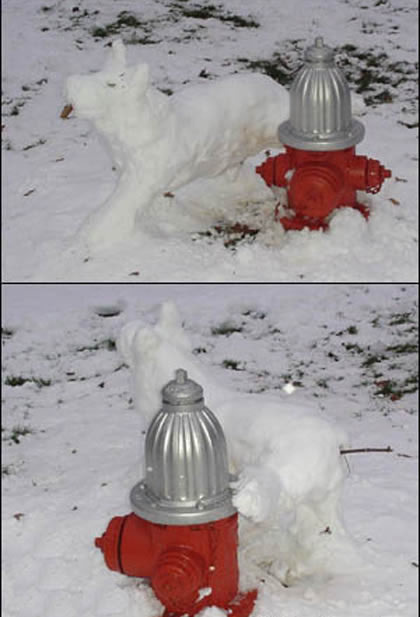 Funny Picture - Snow Dog