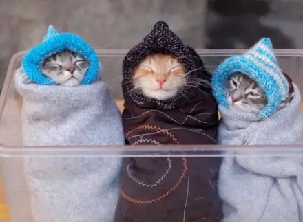 Funny Picture - Cozy Kittens