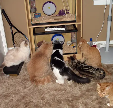 Funny Picture - Cat TV