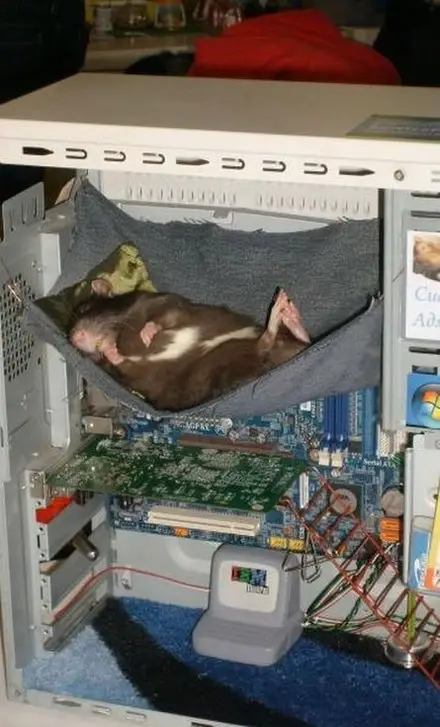 Funny Picture - A Cute Computer Rat Condo