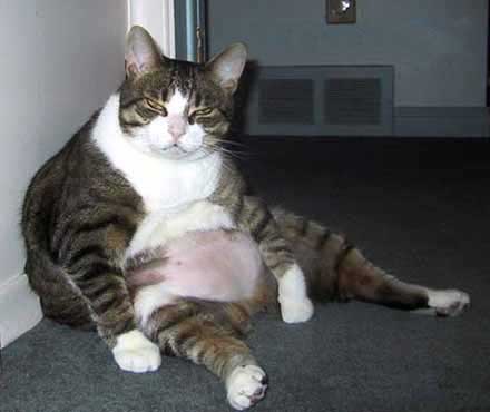 Funny Picture - Cat Gut