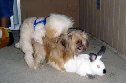 Funny Picture - Dogs And Rabbits Know How To Party Too