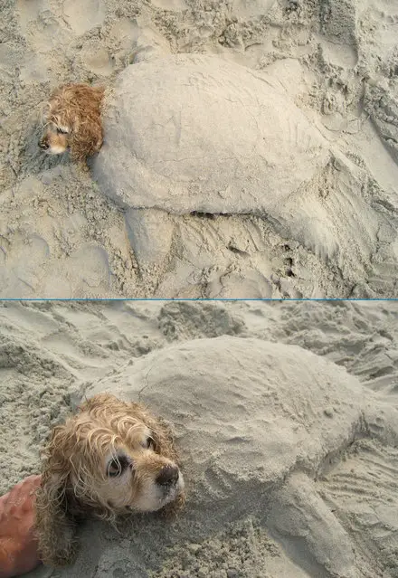 Funny Picture - Sand Turtle