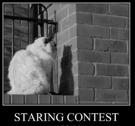 Funny Picture - Staring Contest