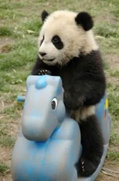 Funny Picture - Panda Ride