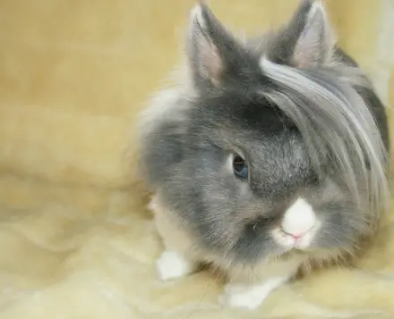 Funny Picture - Emo Bunny