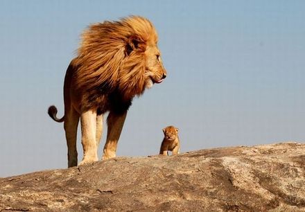 Funny Picture - Real Life Lion King