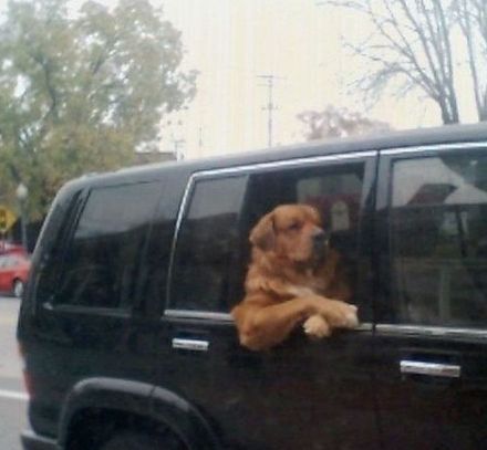 Funny Picture - Top Dog