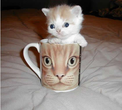 Funny Picture - Cup O' Kitty